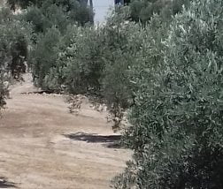 bombeo solar olivares granada
